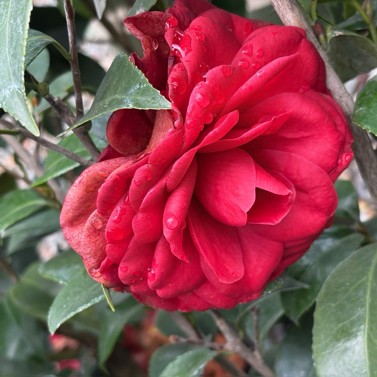 Tom Knudsen Camellia