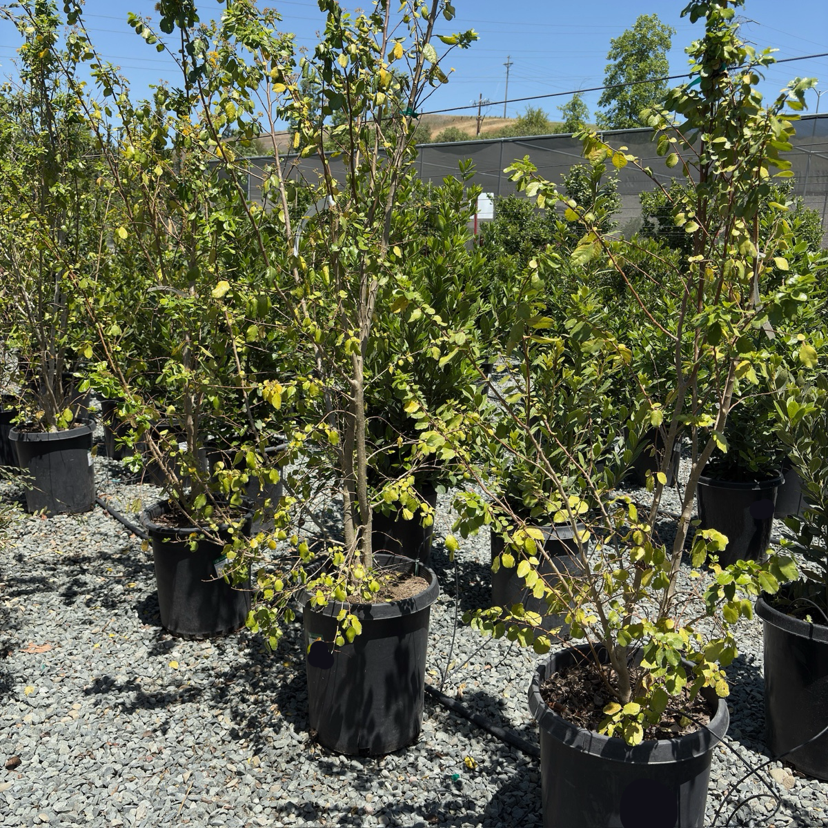 Toothed Azara | Fragrant Yellow Blooming Shrub – Victory Nursery