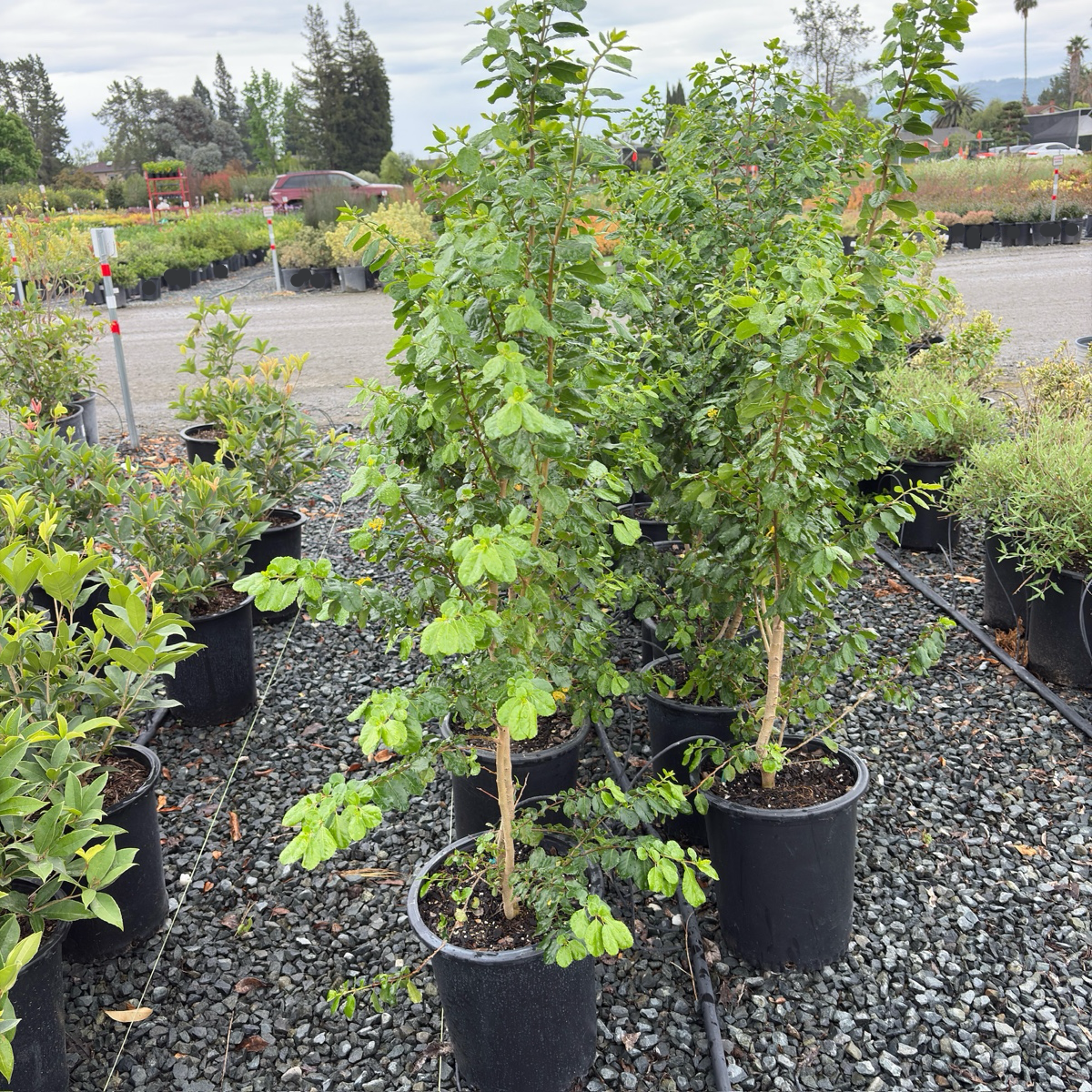 Toothed Azara | Fragrant Yellow Blooming Shrub – Victory Nursery