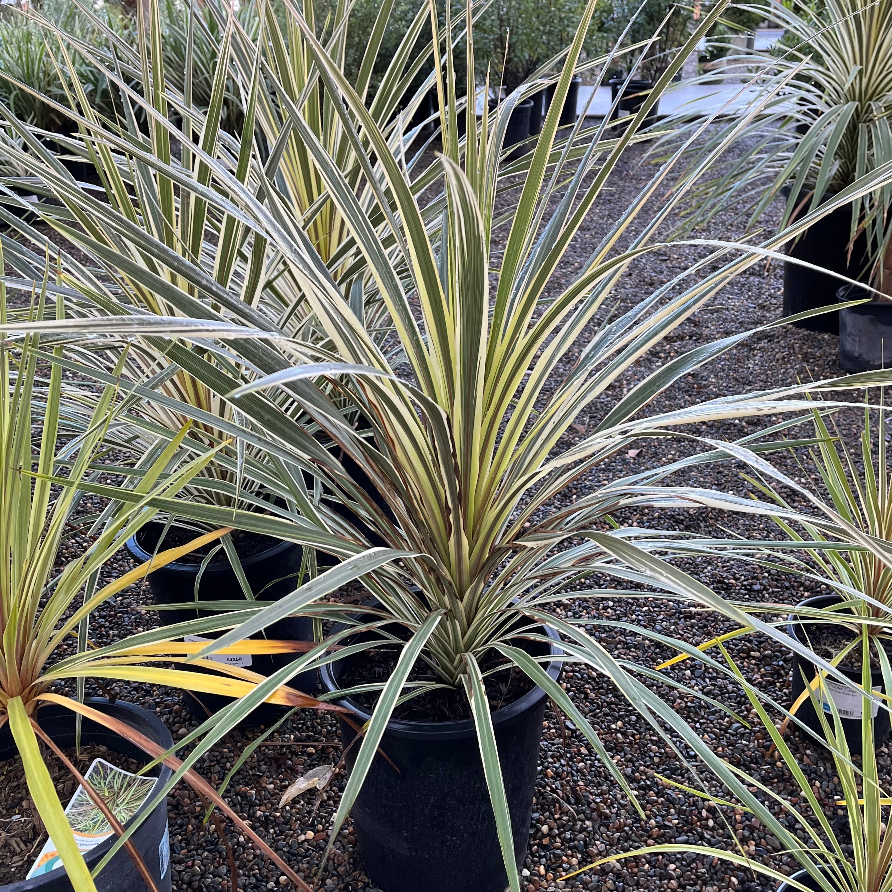 Torbay Dazzler Grass Palm
