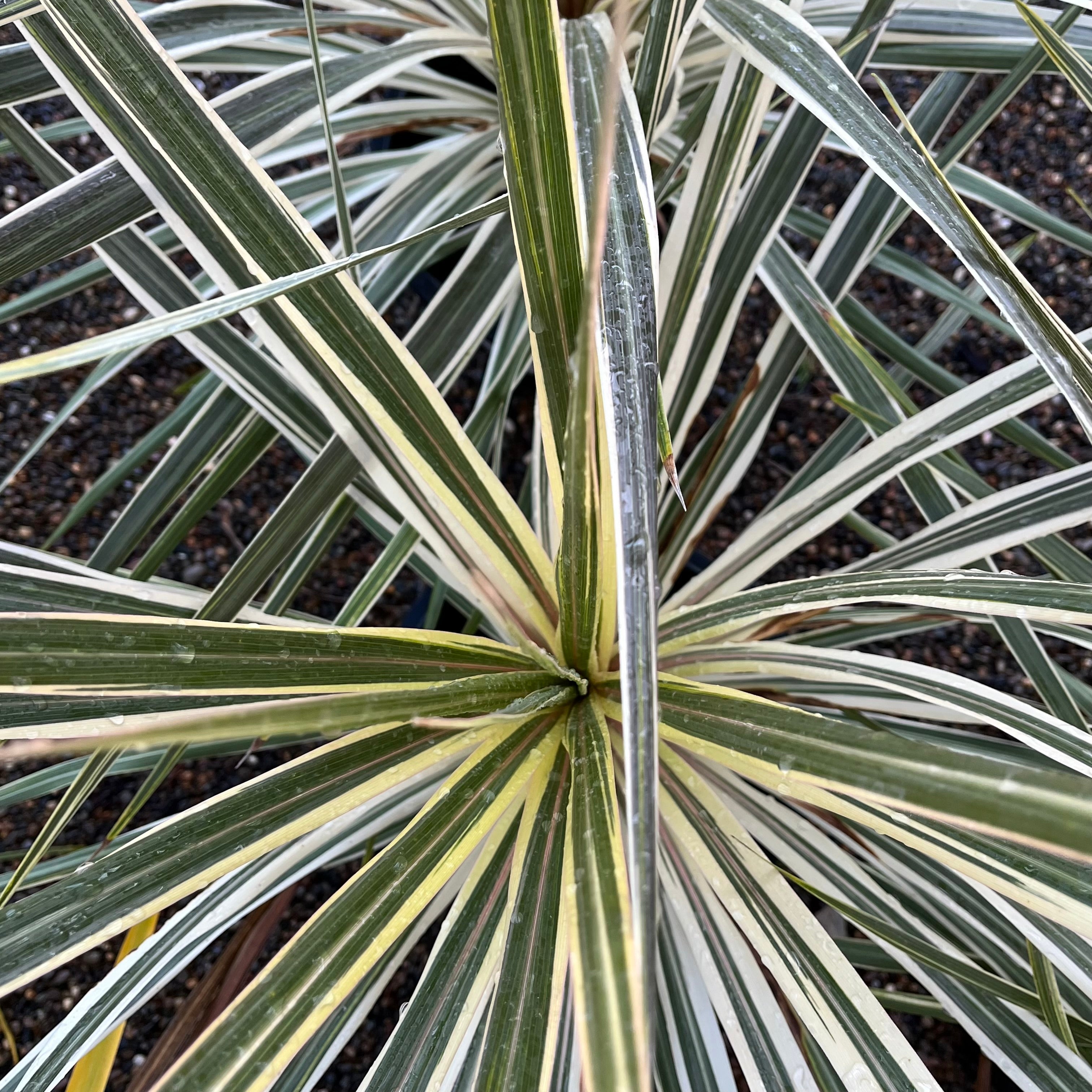 Torbay Dazzler Grass Palm
