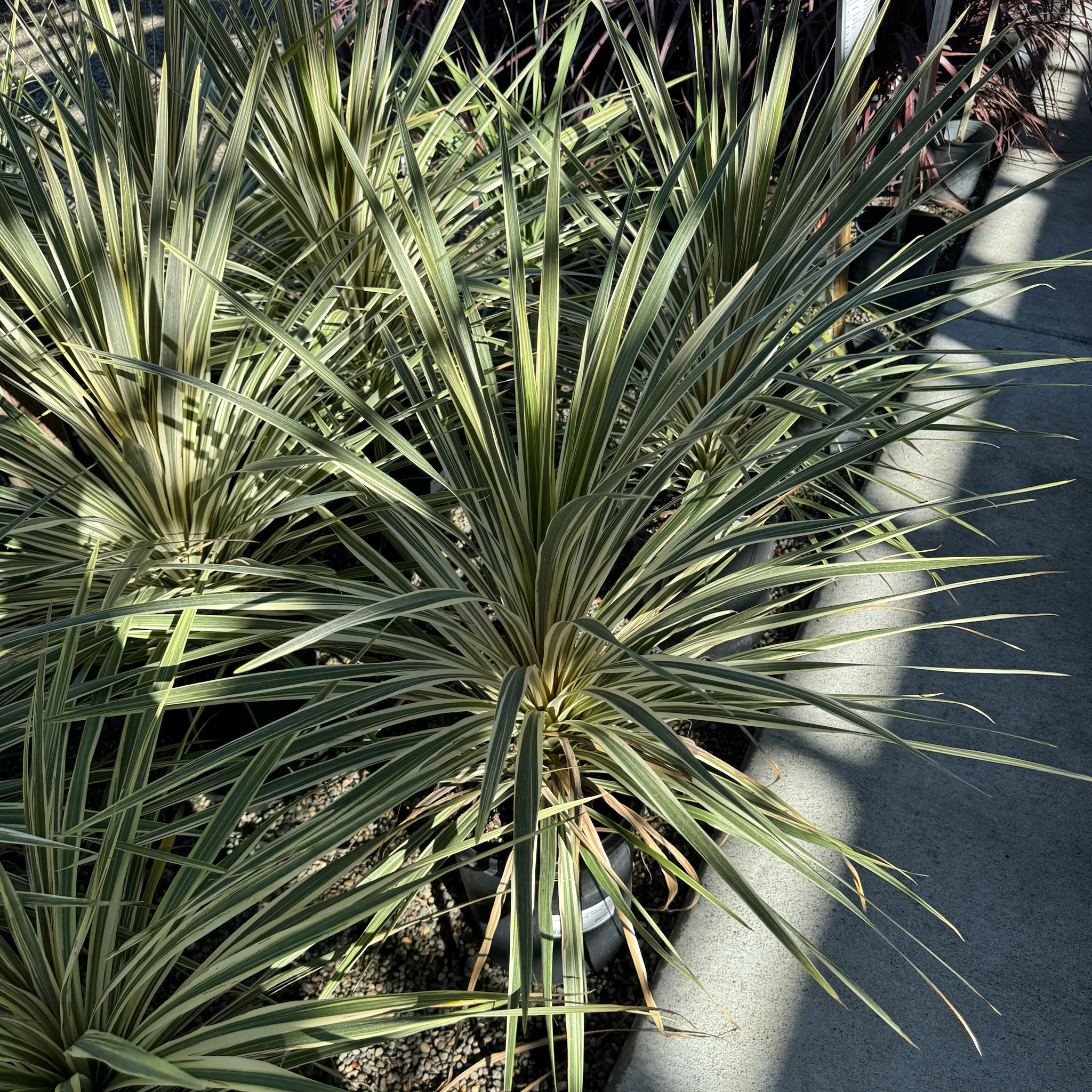 Torbay Dazzler Grass Palm