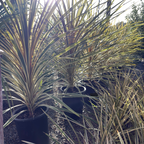 Torbay Dazzler Grass Palm
