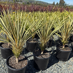 Torbay Dazzler Grass Palm