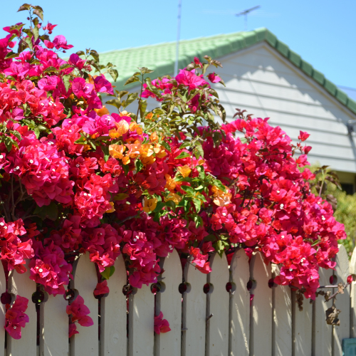 Torch Glow Bougainvillea