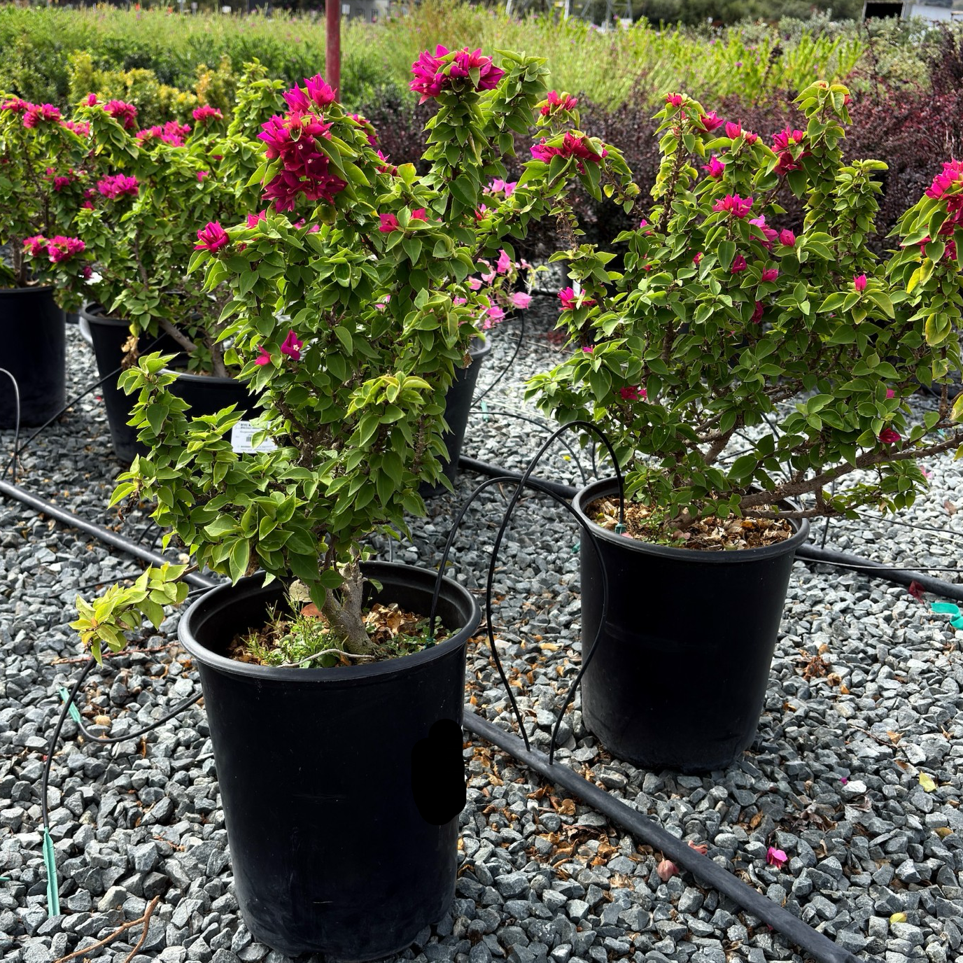 Torch Glow Bougainvillea