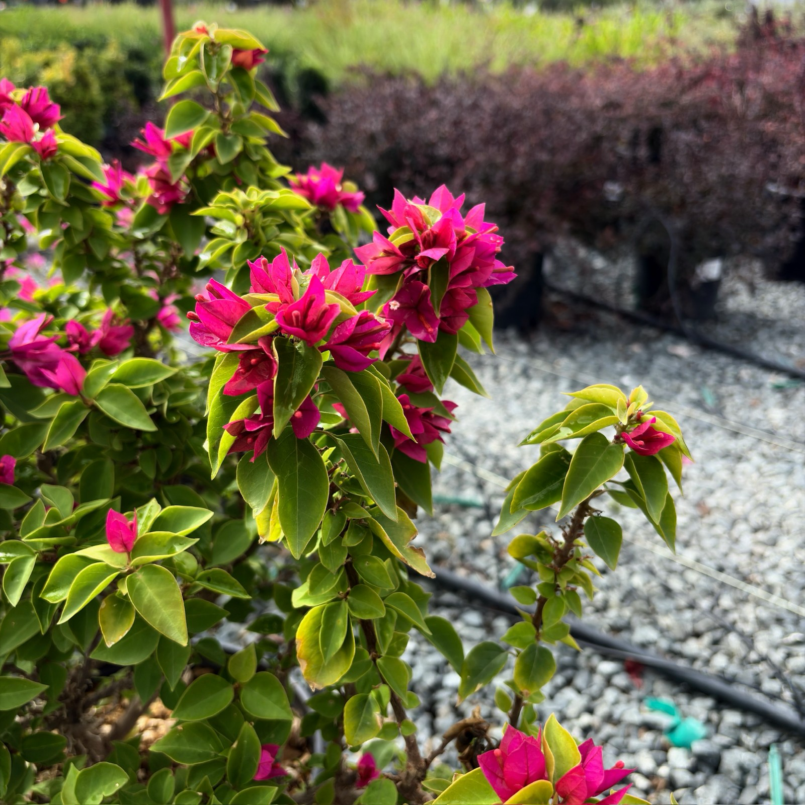 Torch Glow Bougainvillea