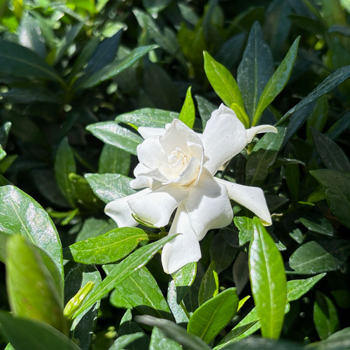 cinnamon gardenia plant Trailing Gardenia 'Radicans' Groundcover