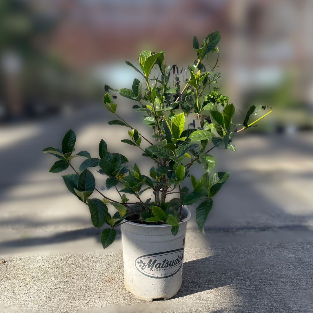Potted Traling Gardenia on a concrete surface