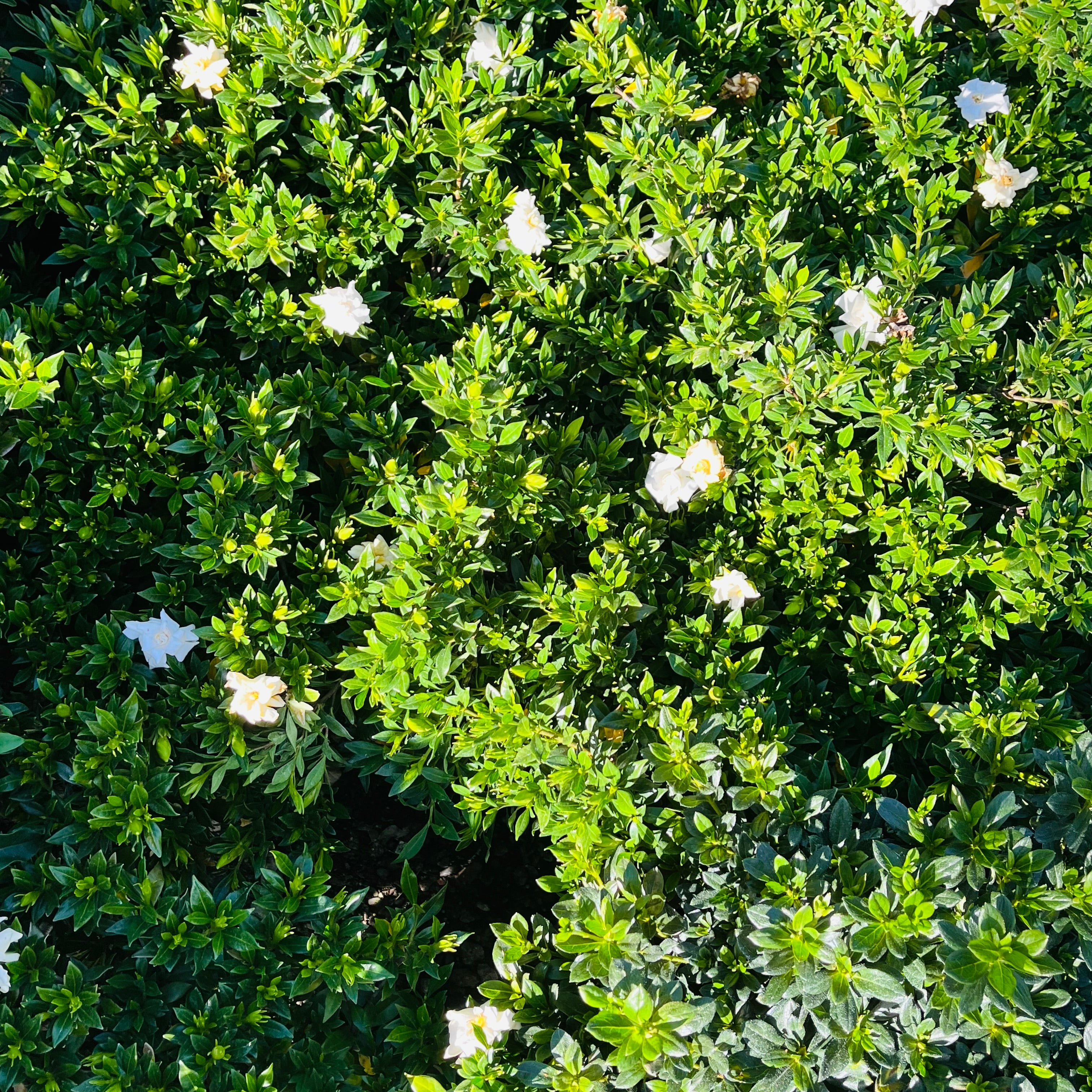 Green bush Traling Gardenia with white flowers