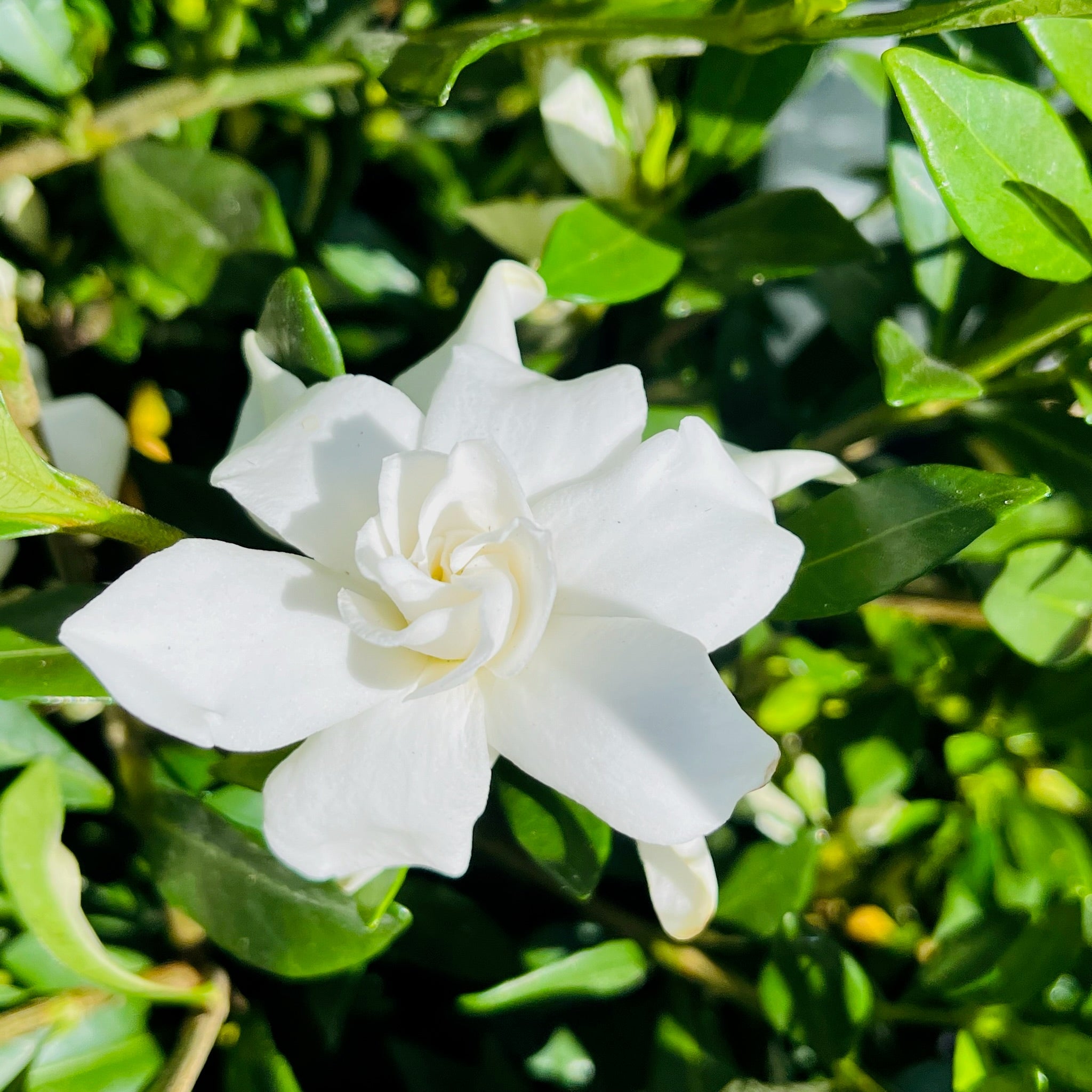 White flower Traling Gardenia with green leaves in the background