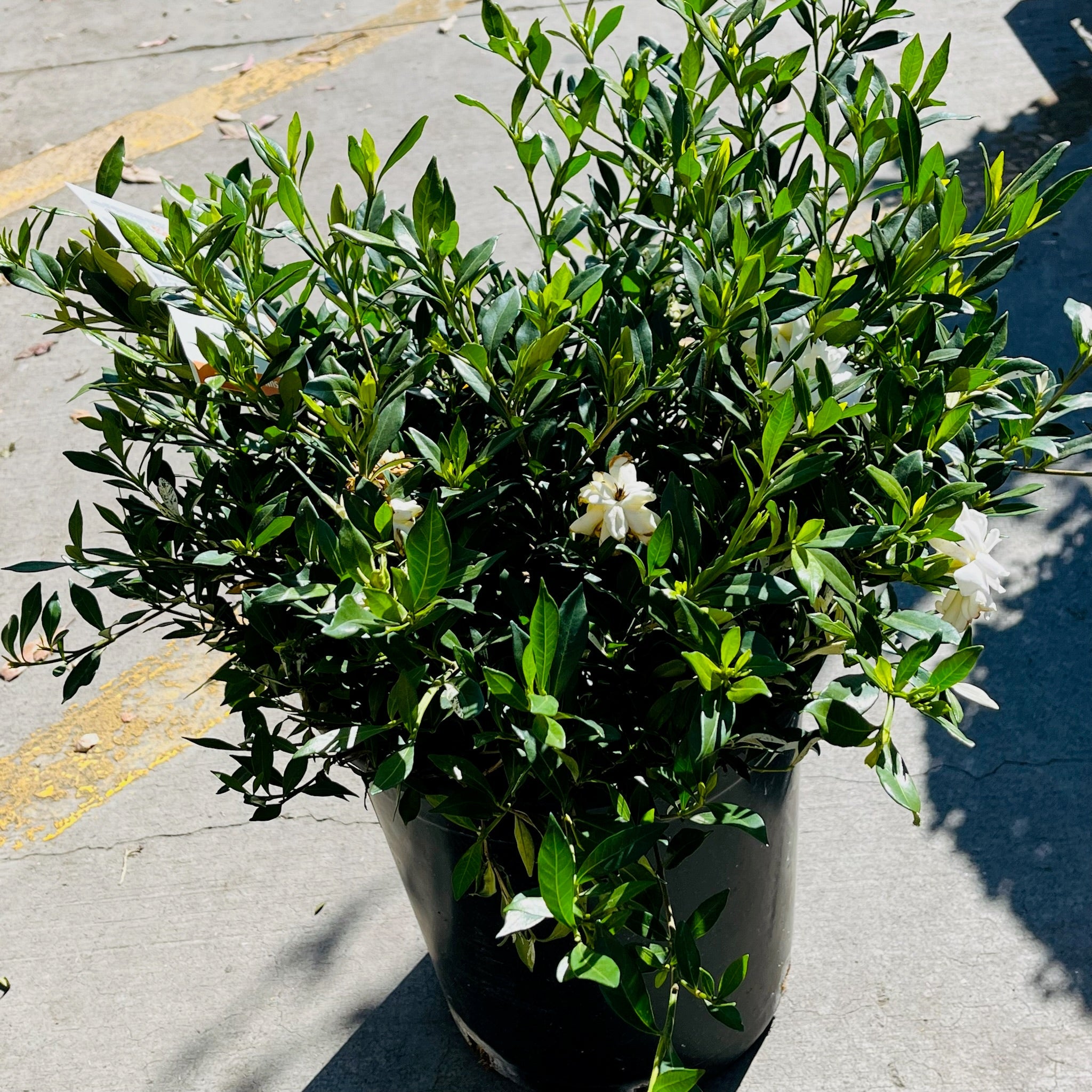 Potted Traling Gardenia with white flowers on a concrete surface