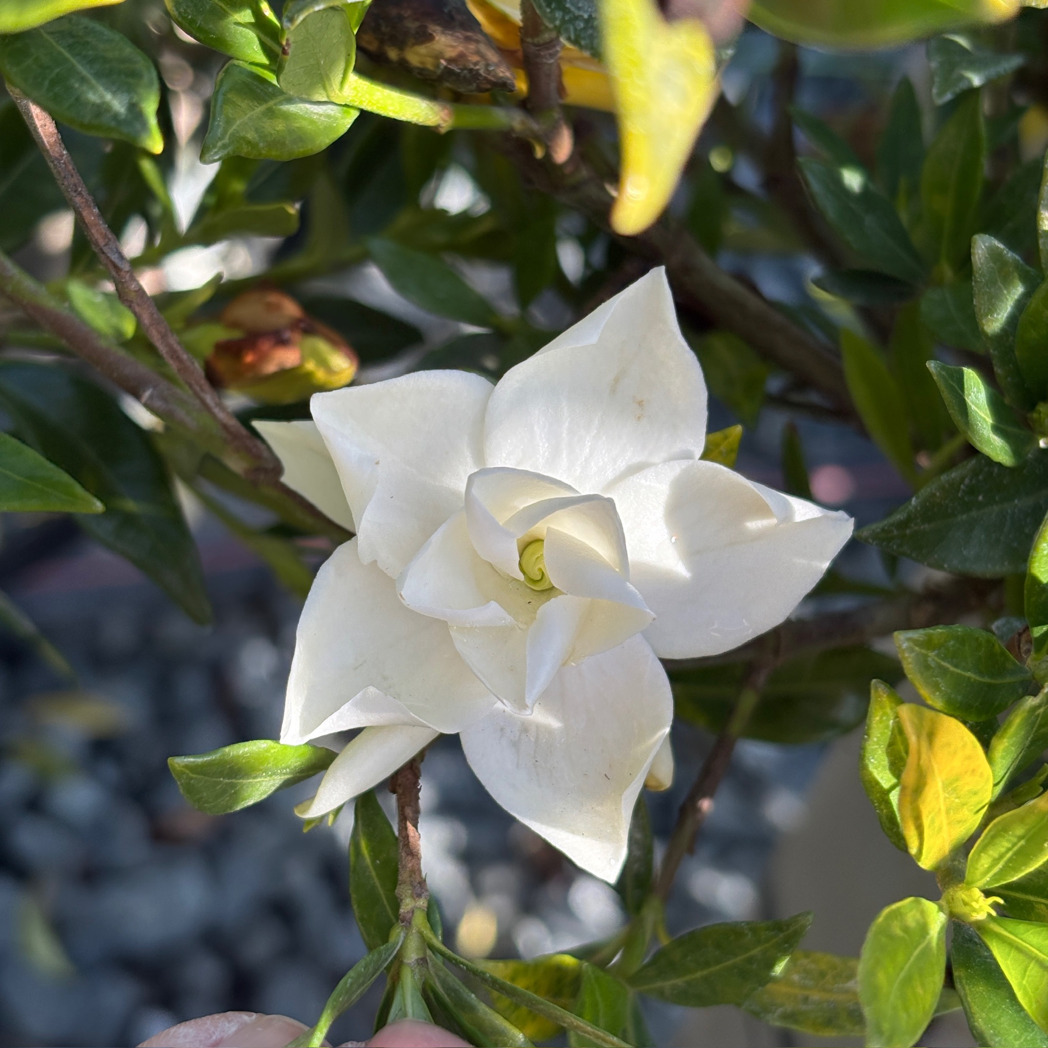 Close-up of a Traling Gardenia with green leaves on a blurred background