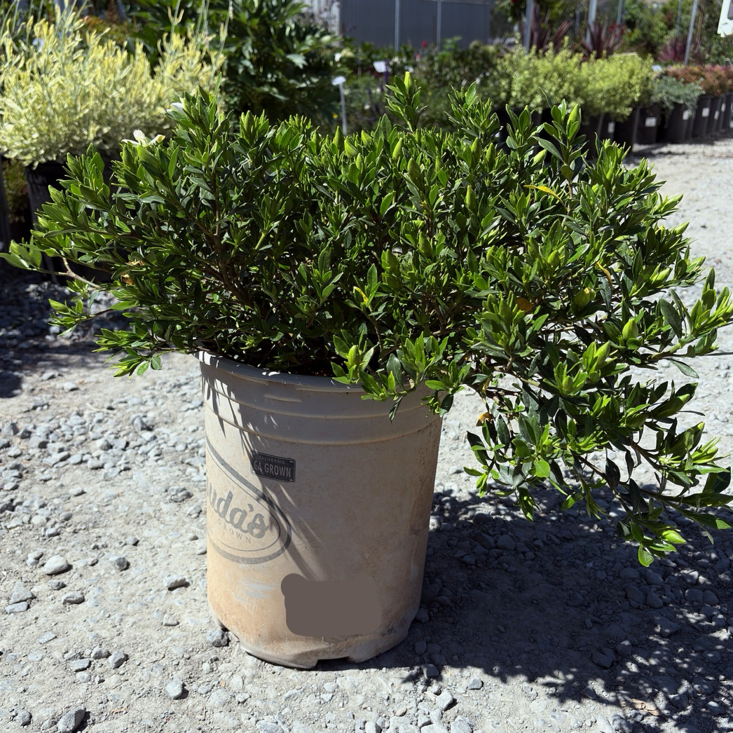 Potted Traling Gardenia in a paper bag on a gravel surface with other plants in the background