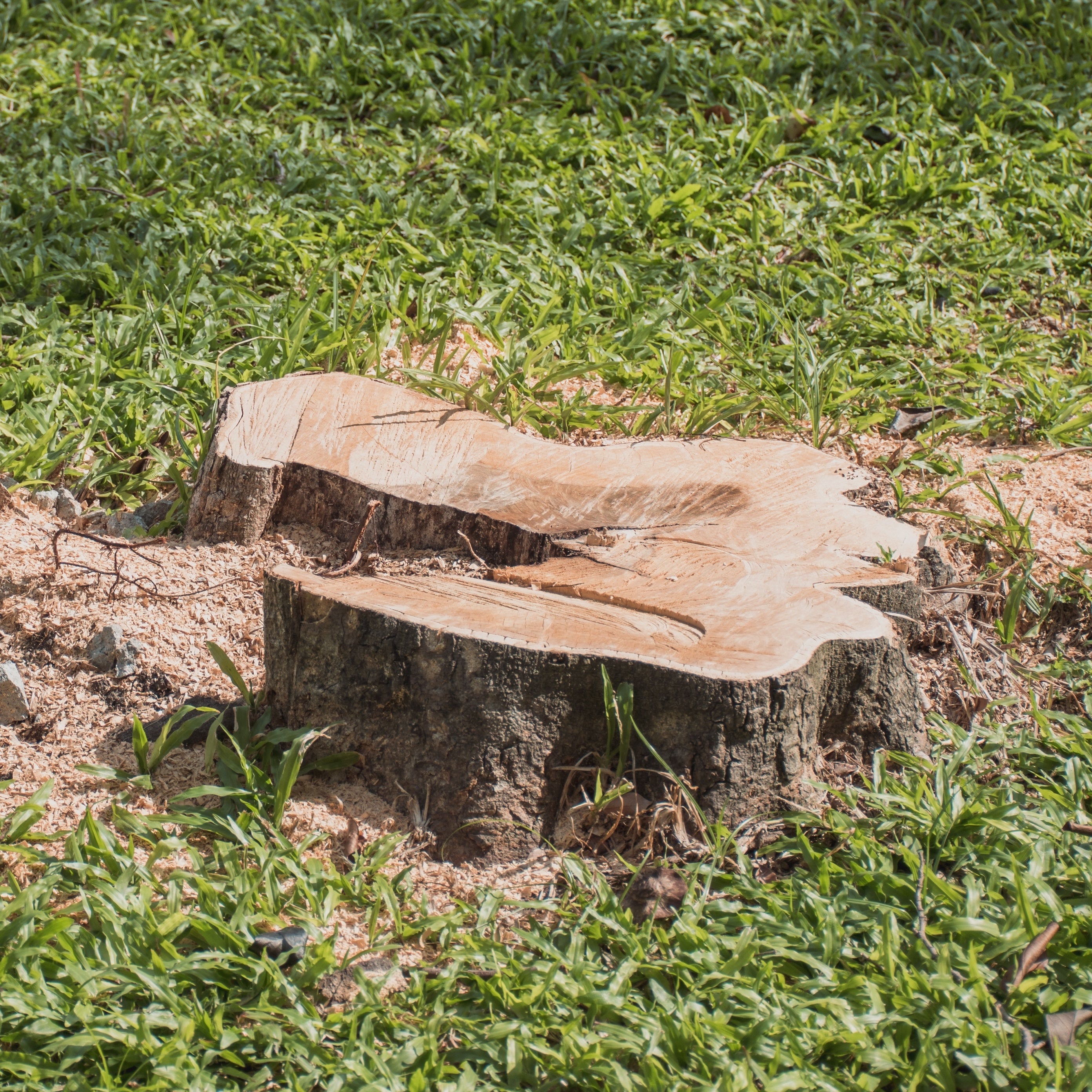 Tree Removal & Stump Extraction – Victory Nursery