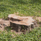 Tree stump on a grassy area waiting for Tree Removal & Stump Extraction