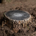 Close-up of a tree stump on a dirt ground for Tree Removal & Stump Extraction