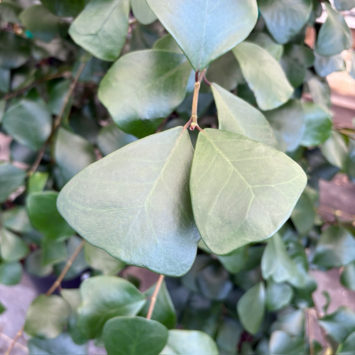 triangle leaf succulent Triangle Ficus