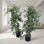 Triangle Ficus