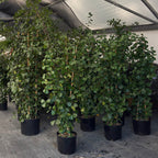 Triangle Ficus