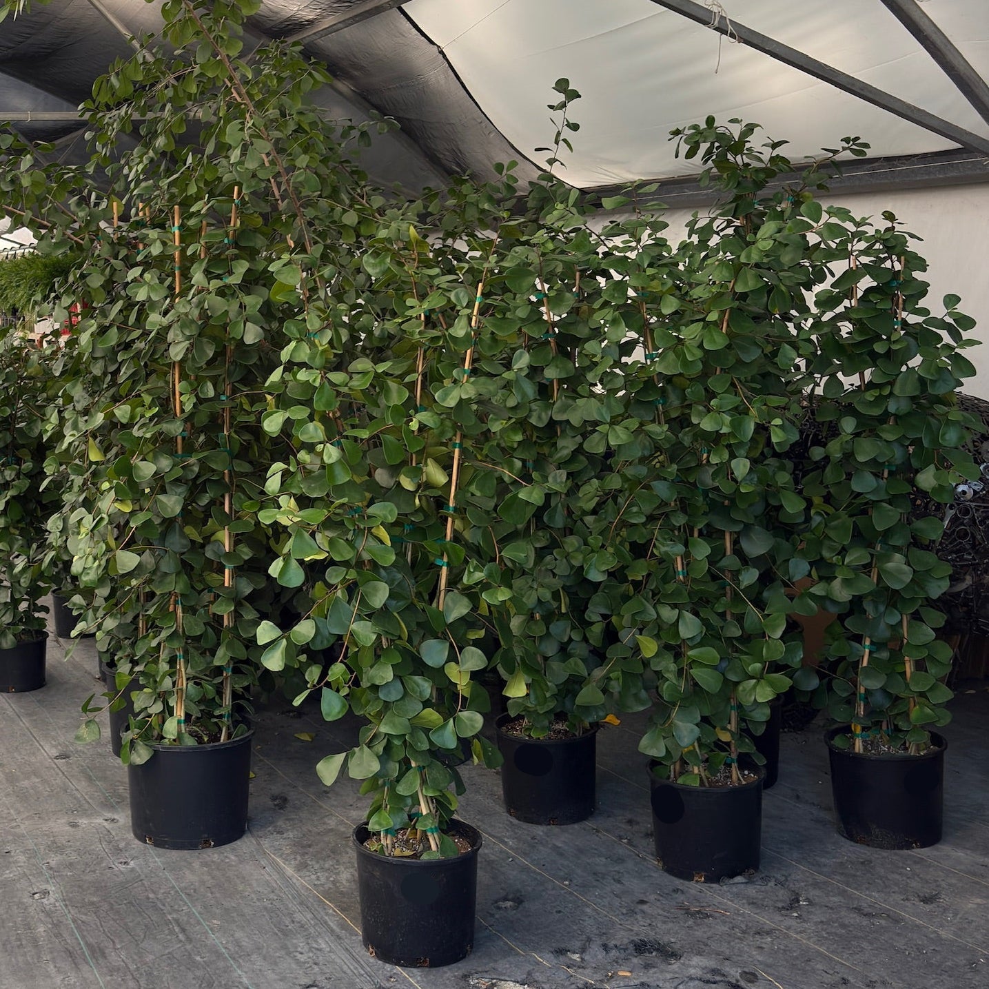 Triangle Ficus
