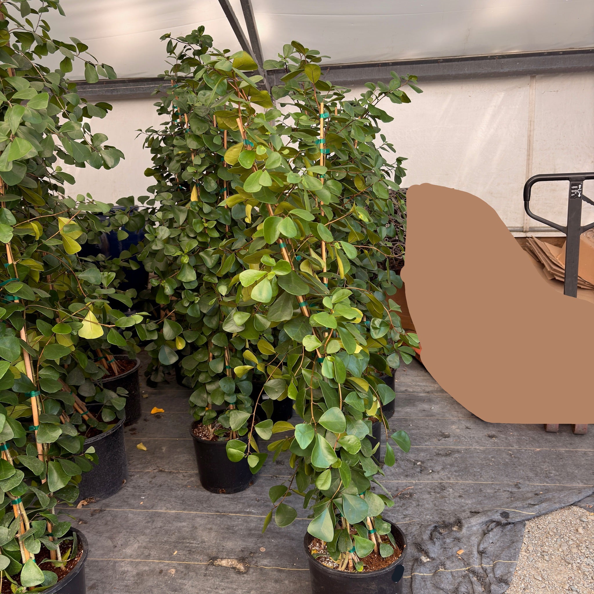 Triangle Ficus