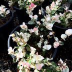 Potted Tricolor Asian Jasmine plants with small white and pink flowers in a garden setting