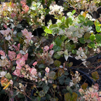 Close-up of a Tricolor Asian Jasmine plant with pink and green leaves