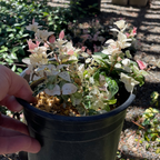 Small potted Tricolor Asian Jasmine plant with white and green leaves held by a hand outdoors.