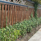 Wooden fence with Tricolor Asian Jasmine at the base