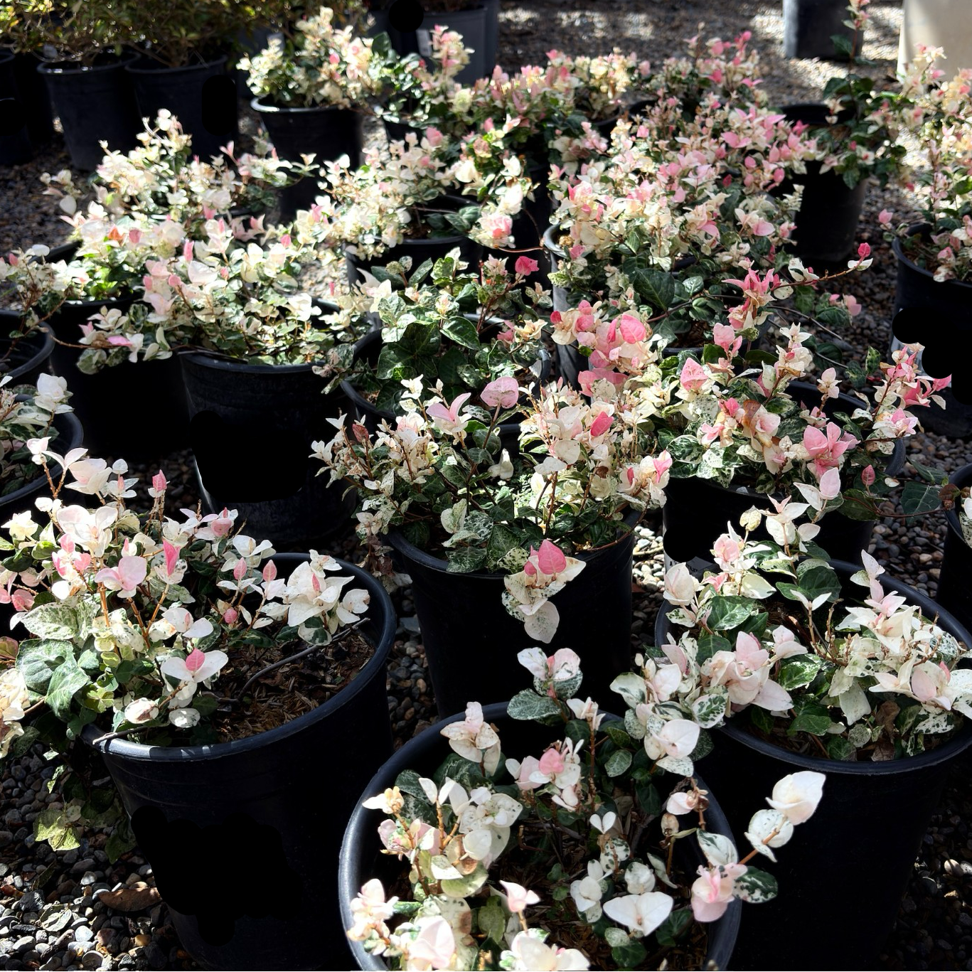 Potted Tricolor Asian Jasmine plants with pink and white flowers in a garden setting