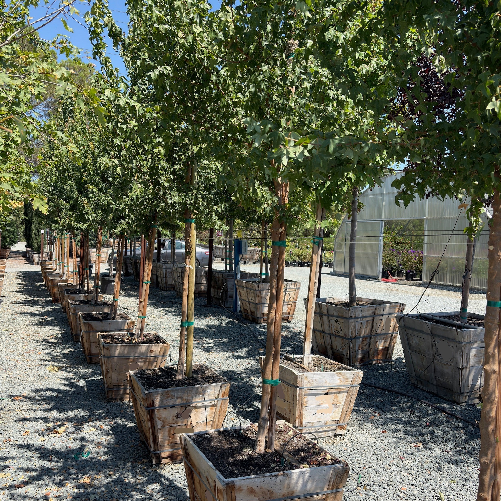 Trident Maple