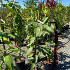 Triple Time Mango Tree