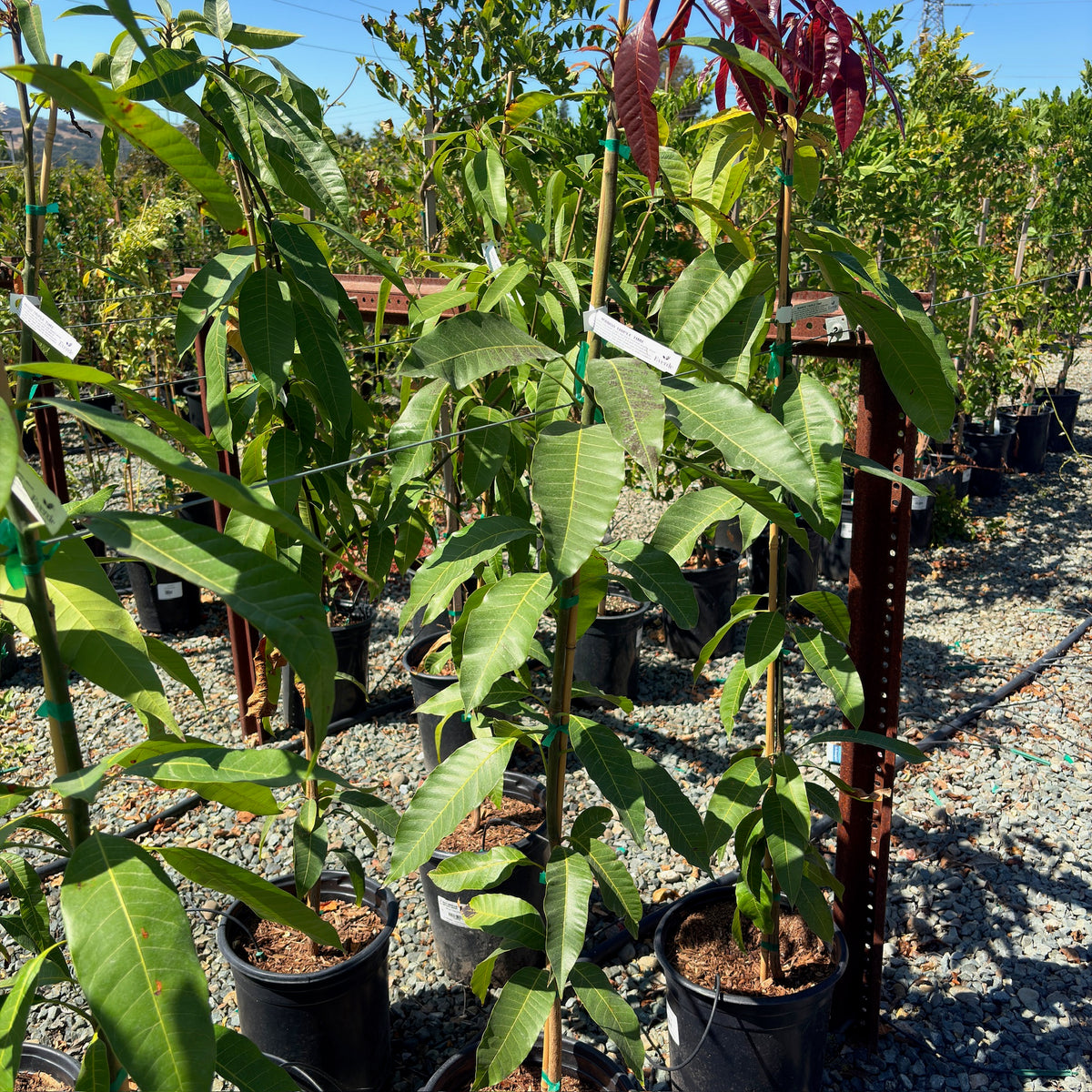 Triple Time Mango Tree