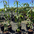 Triple Time Mango Tree