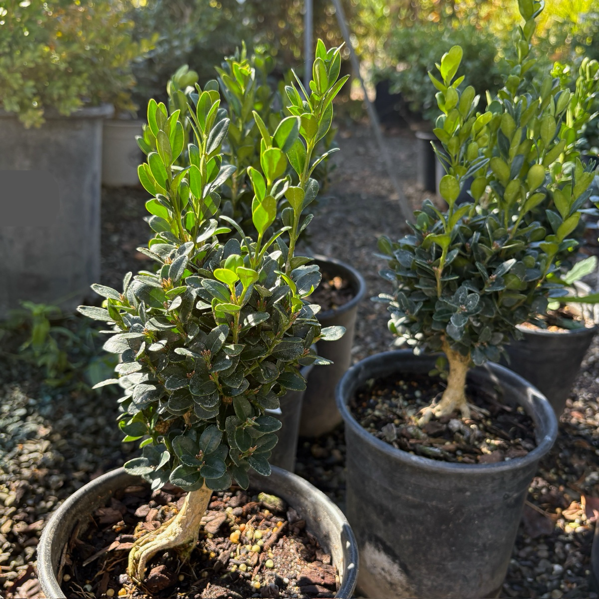 English Garden Plants for Bay Area Homes | Free Local Delivery