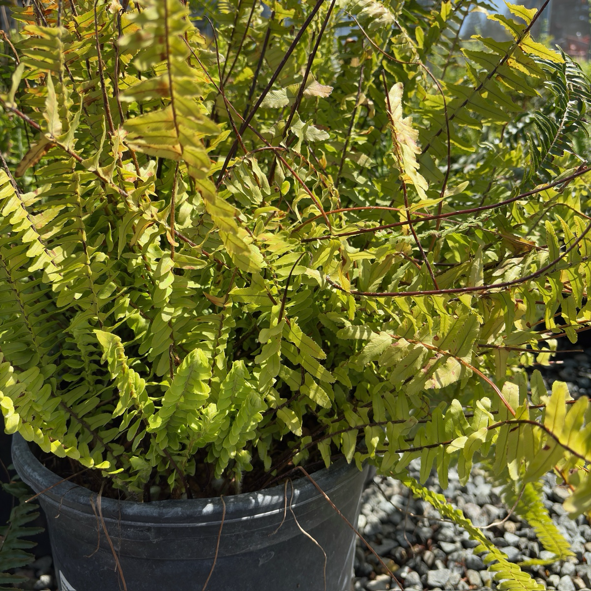  Potted Tuberous Sword Fern  plant with green leaves in a garden setting
