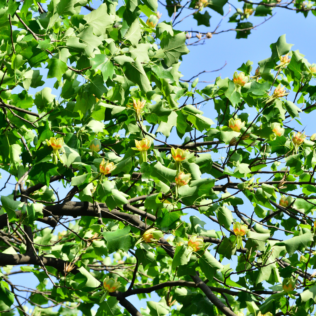 Tulip tree with green leaves and yellow flowers against a blue sky.