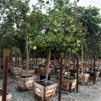 Row of young Tulip Trees in wooden pots in a nursery setting