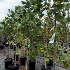 Tulip Tree