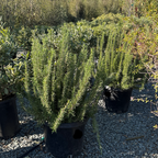 Tuscan Blue Rosemary