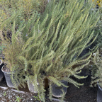 Tuscan Blue Rosemary