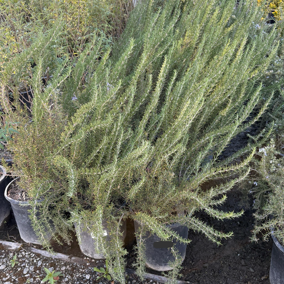 Tuscan Blue Rosemary