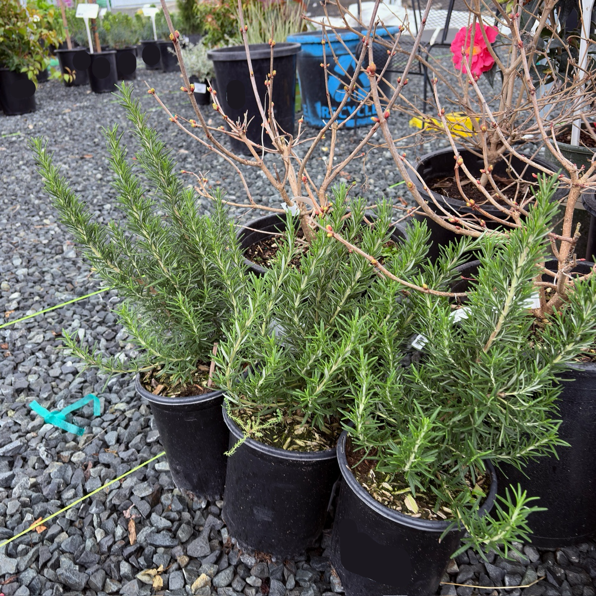 Tuscan Blue Rosemary 