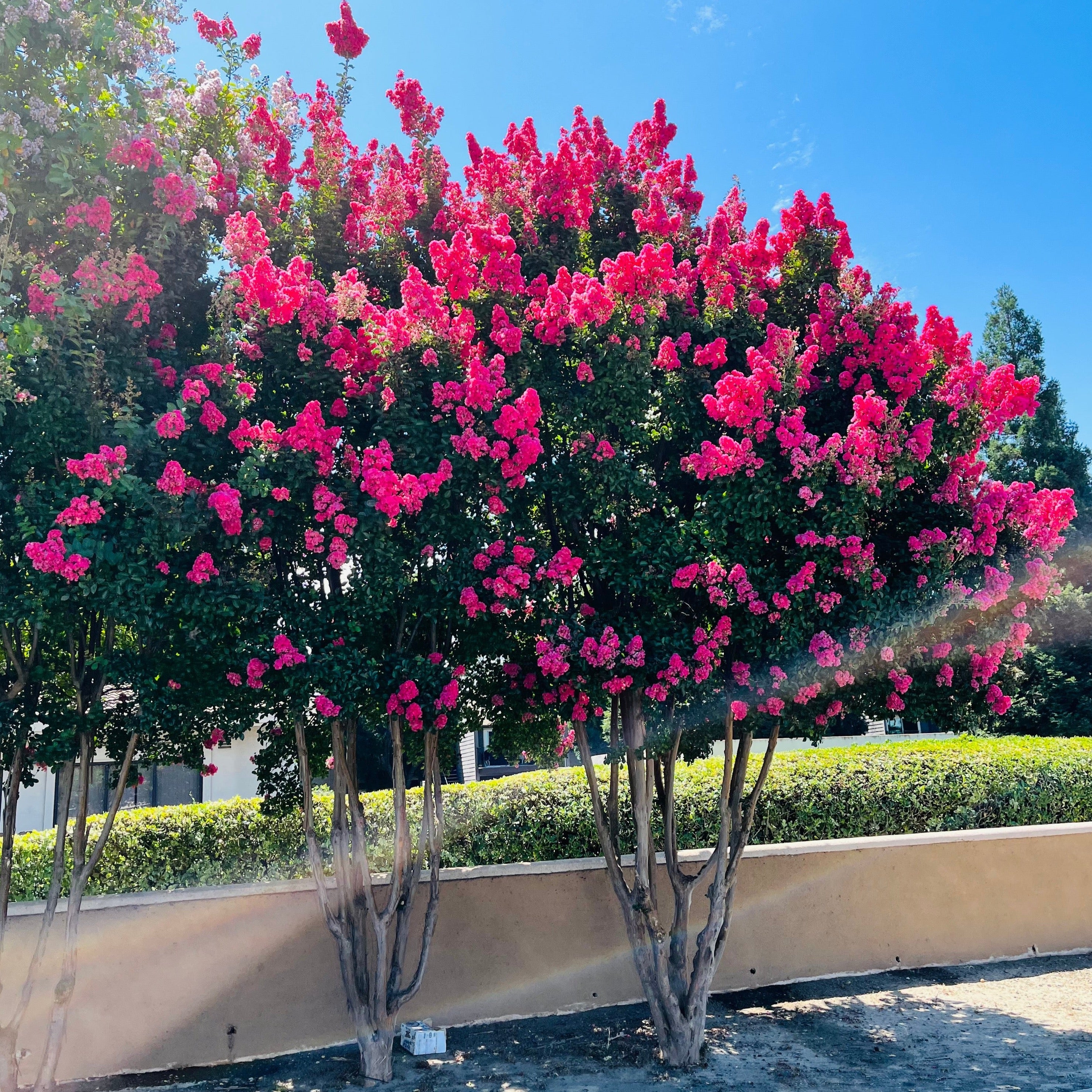 Tuscarora Crape Myrtle