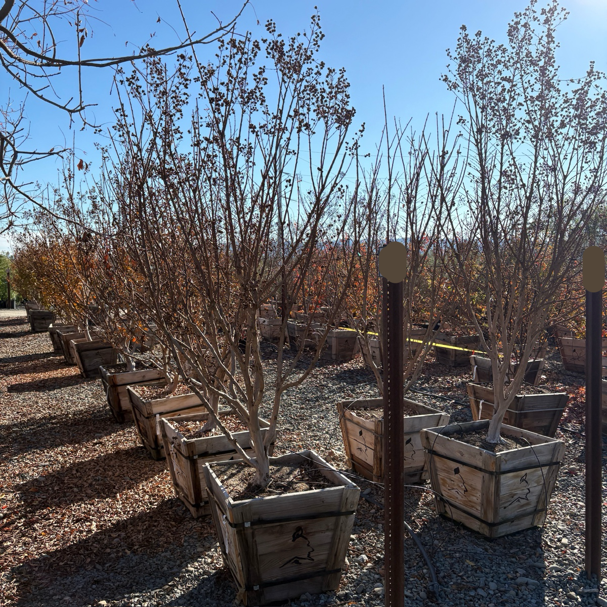 Tuscarora Crape Myrtle