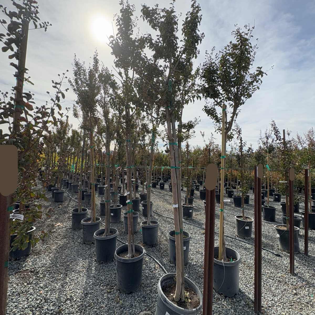 Tuscarora Crape Myrtle