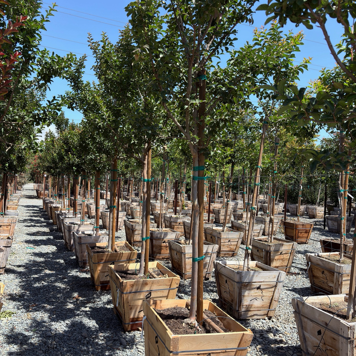 Tuscarora Crape Myrtle
