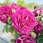 Twilight Zone Grandiflora Rose