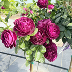 Twilight Zone Grandiflora Rose